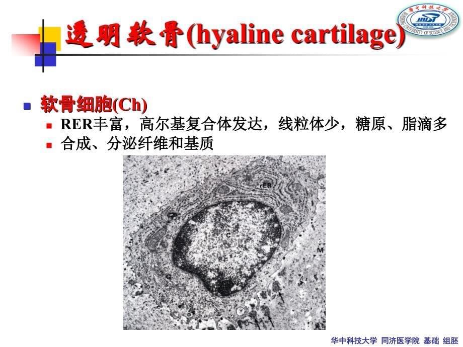 组织学与胚胎学：软骨与骨_第5页