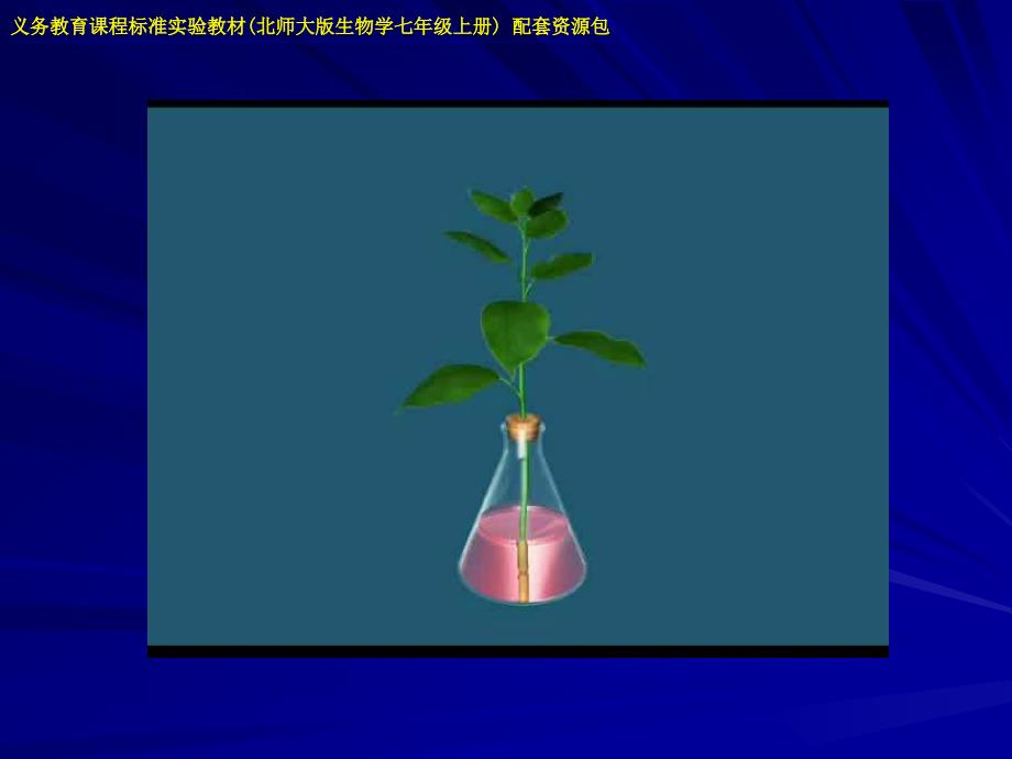 植物的运输作用一_第4页