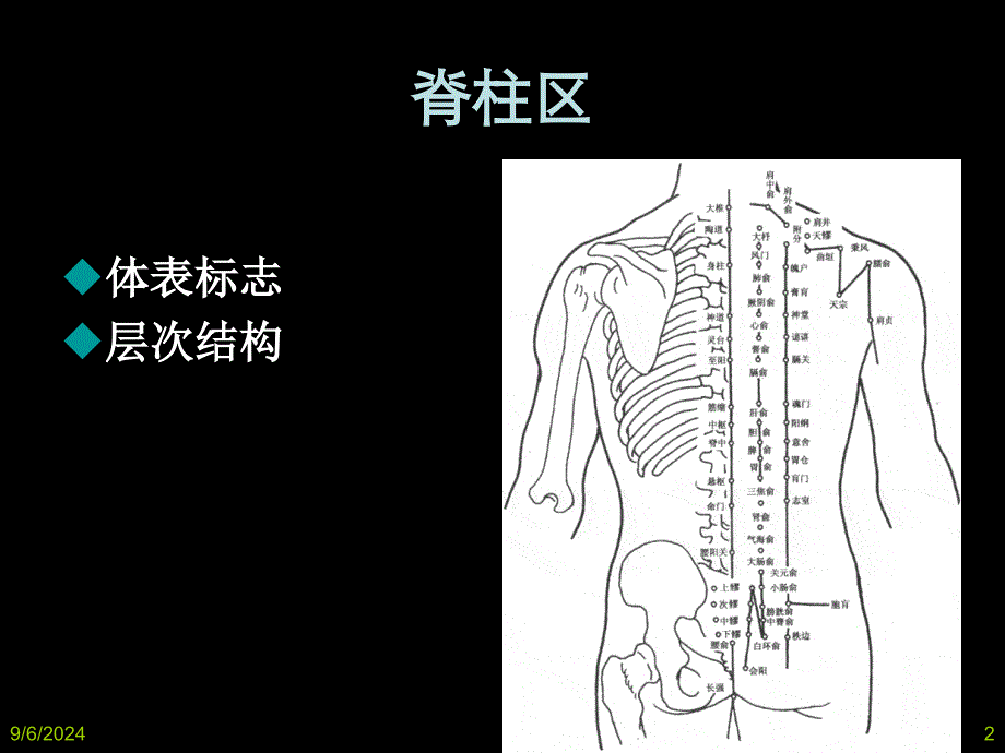 局部解剖背部_第2页