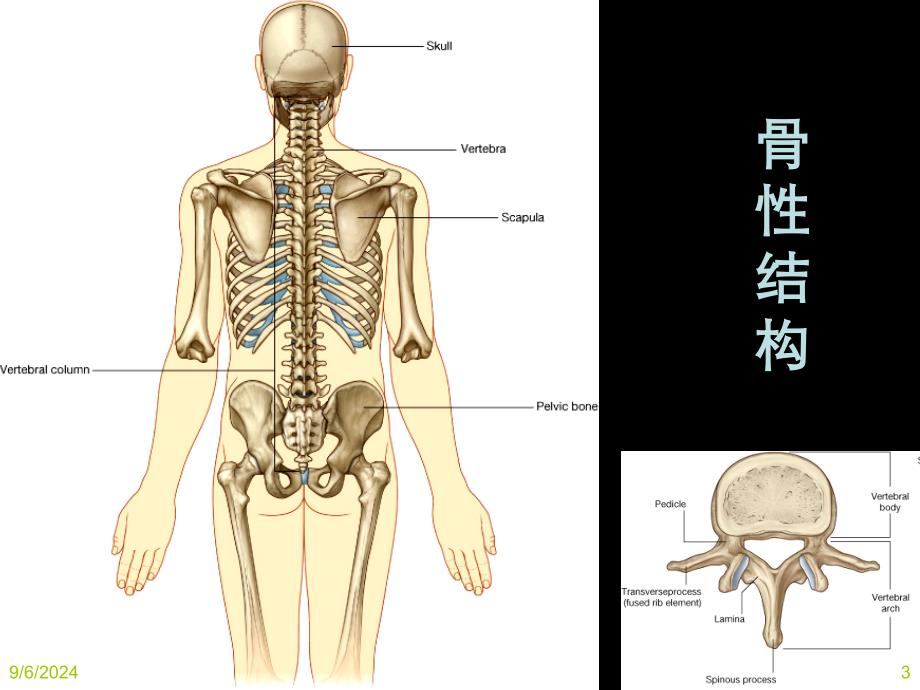 局部解剖背部_第3页