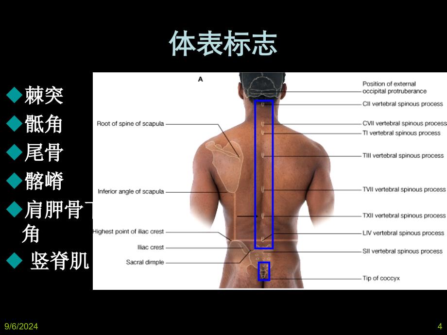 局部解剖背部_第4页