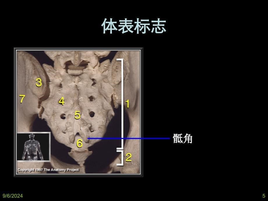 局部解剖背部_第5页