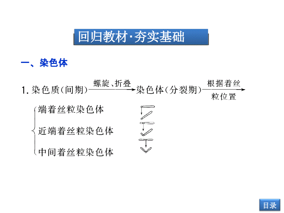 43减数分裂中的染色体行为_第3页