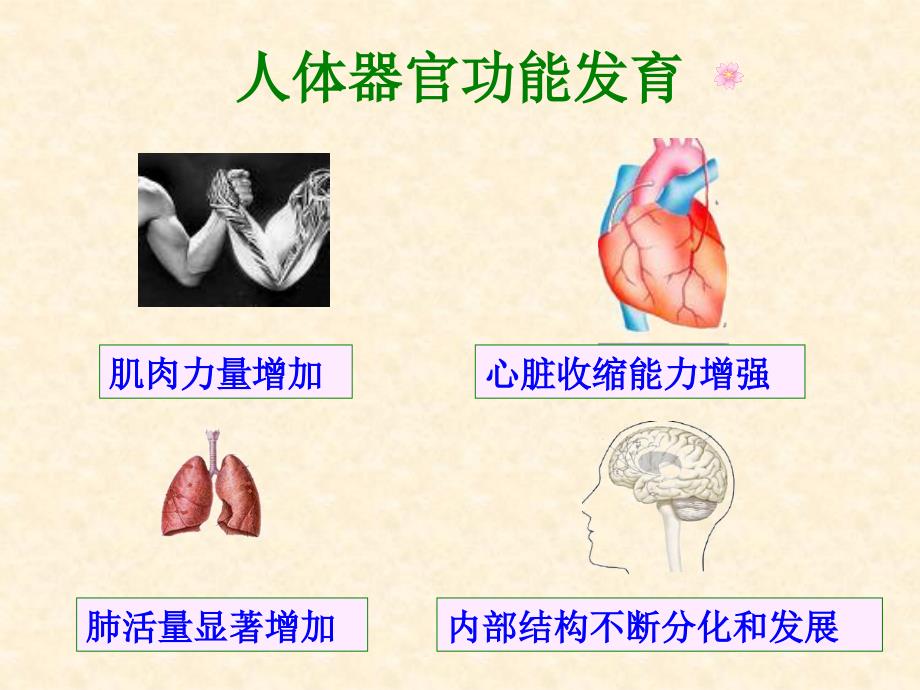 青春期生长发育的特点课件_第4页