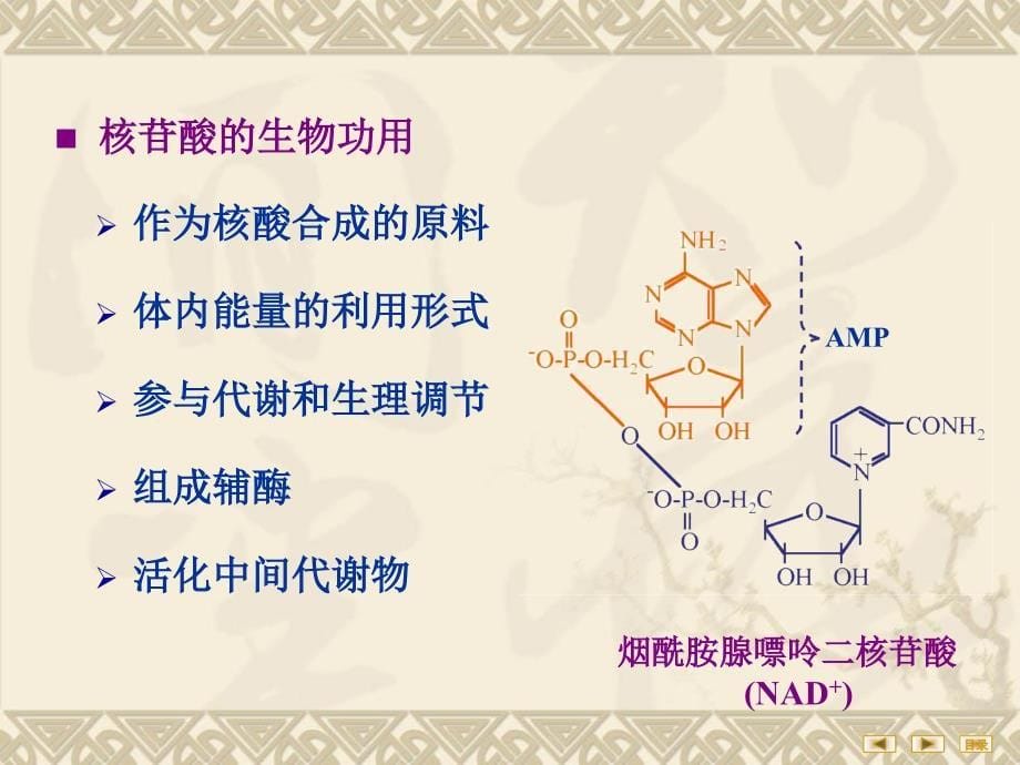 人卫8版核苷酸代谢_第5页