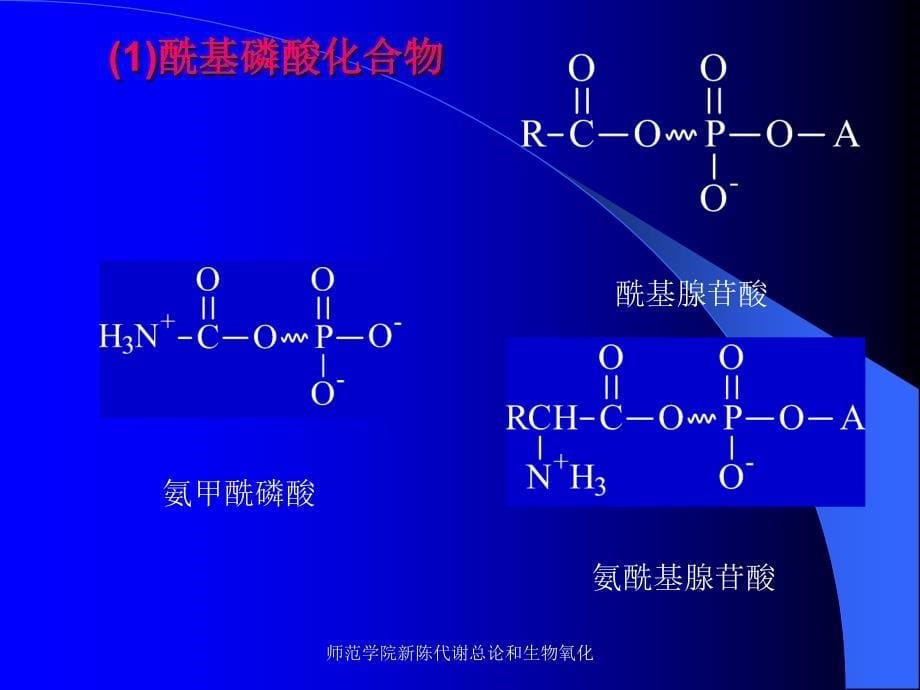 师范学院新陈代谢总论和生物氧化课件_第5页