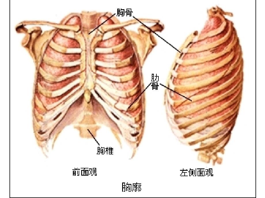 发生在肺内的气体交换呼吸运动改_第3页