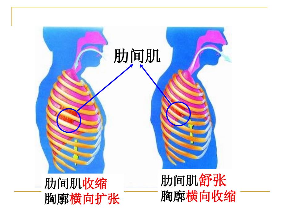 发生在肺内的气体交换呼吸运动改_第4页