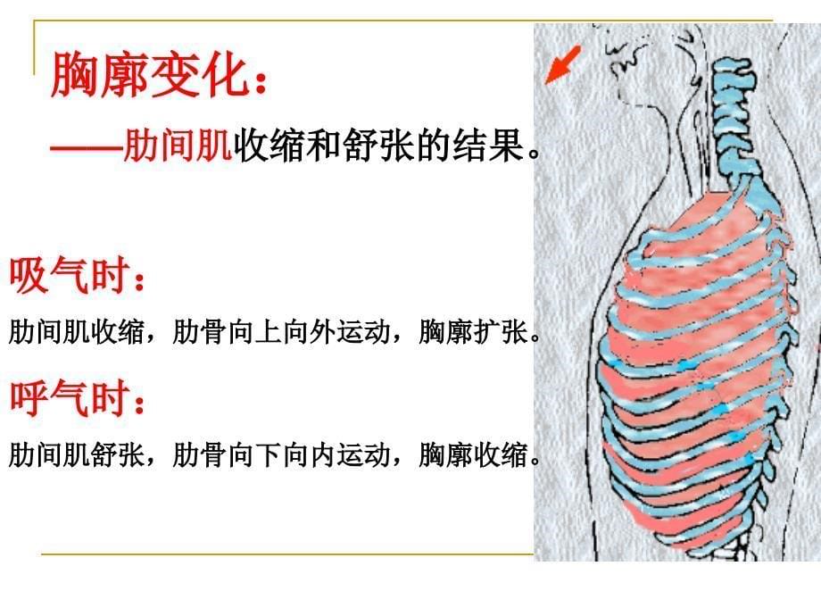 发生在肺内的气体交换呼吸运动改_第5页