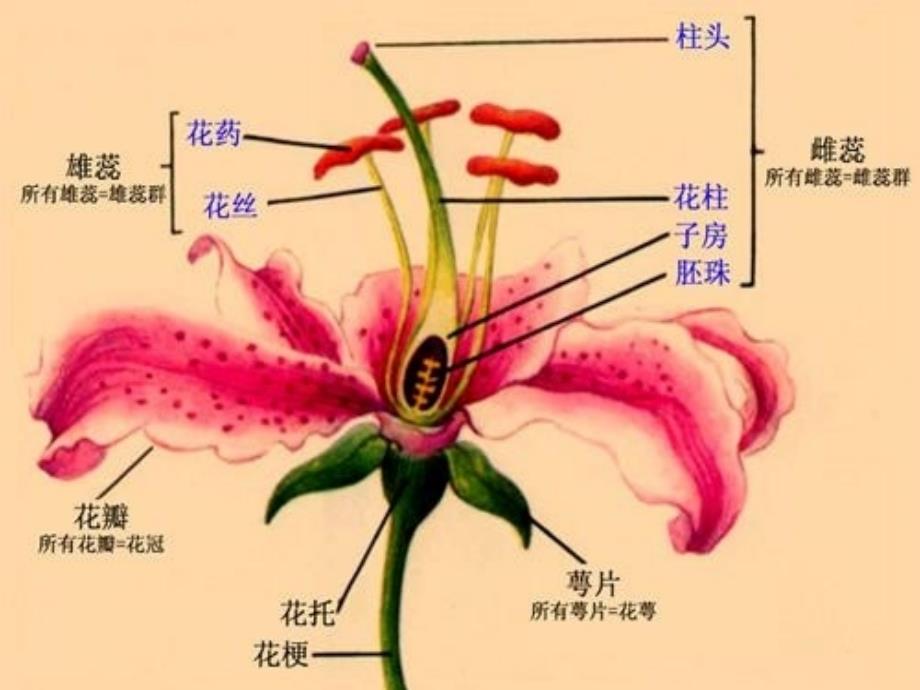 190植物的生殖与发育课件(苏科版八年级上)_第3页