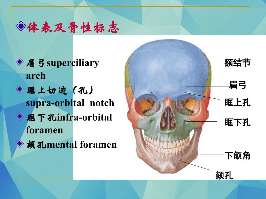 脑的应用解剖课件_第2页