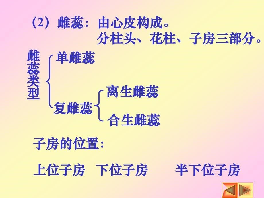 四节花的形态和生理_第5页