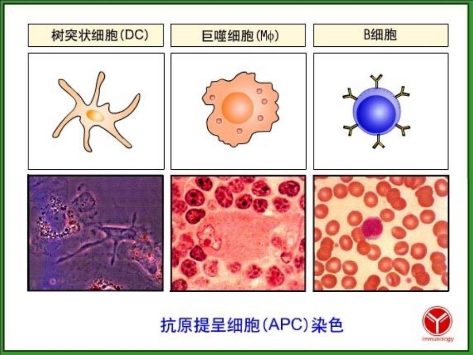 T细胞介导的细胞应答.ppt_第4页