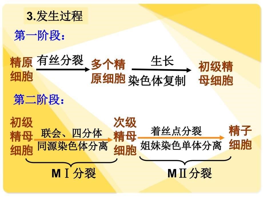 体内受精早期胚胎发育课件_第5页