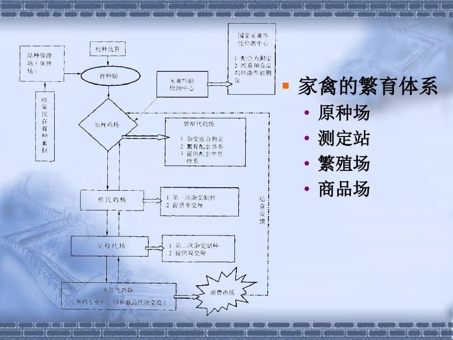 第十二章繁育体系与育种的组织_第5页