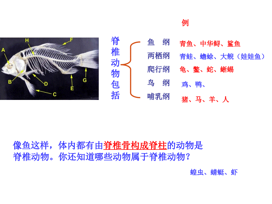 第四节、鱼(公开课课件)_第3页