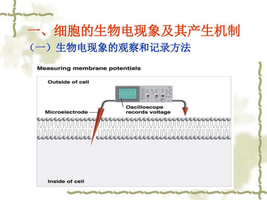 生理学细胞生理生物电肌收缩_第3页