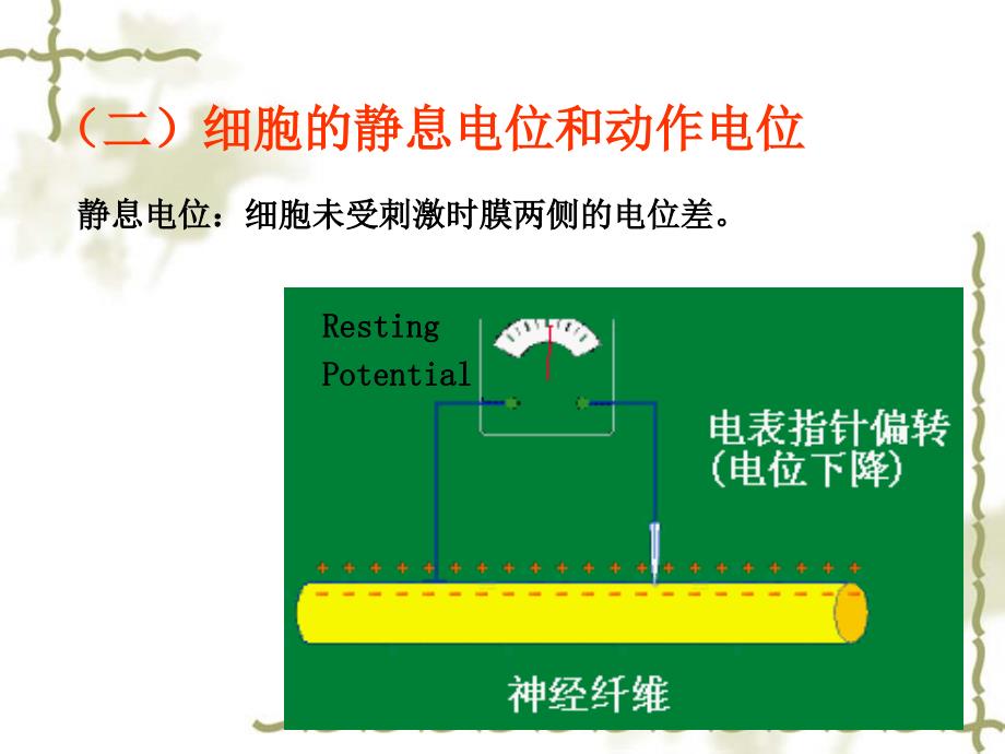 生理学细胞生理生物电肌收缩_第4页