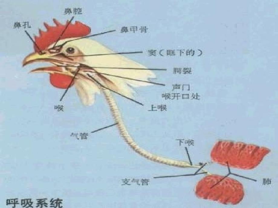 鸡解剖图及各器官常见病分析_第3页