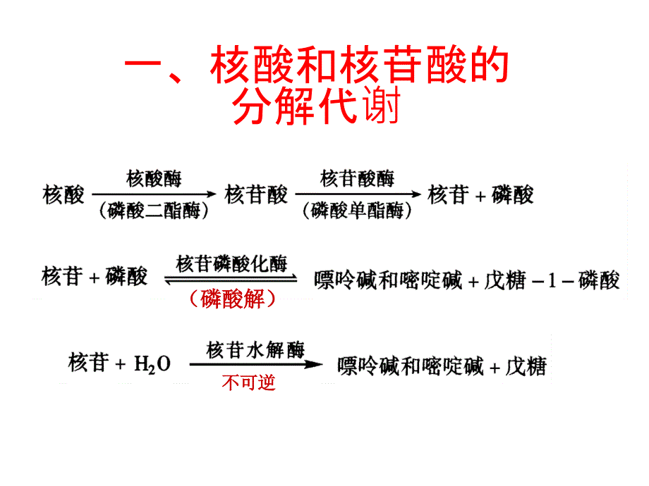 生物化学第33章核酸的降解和核苷酸代谢_第2页