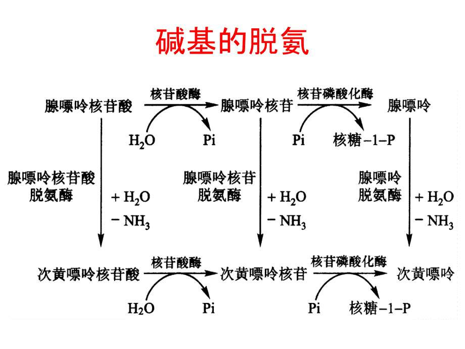 生物化学第33章核酸的降解和核苷酸代谢_第3页