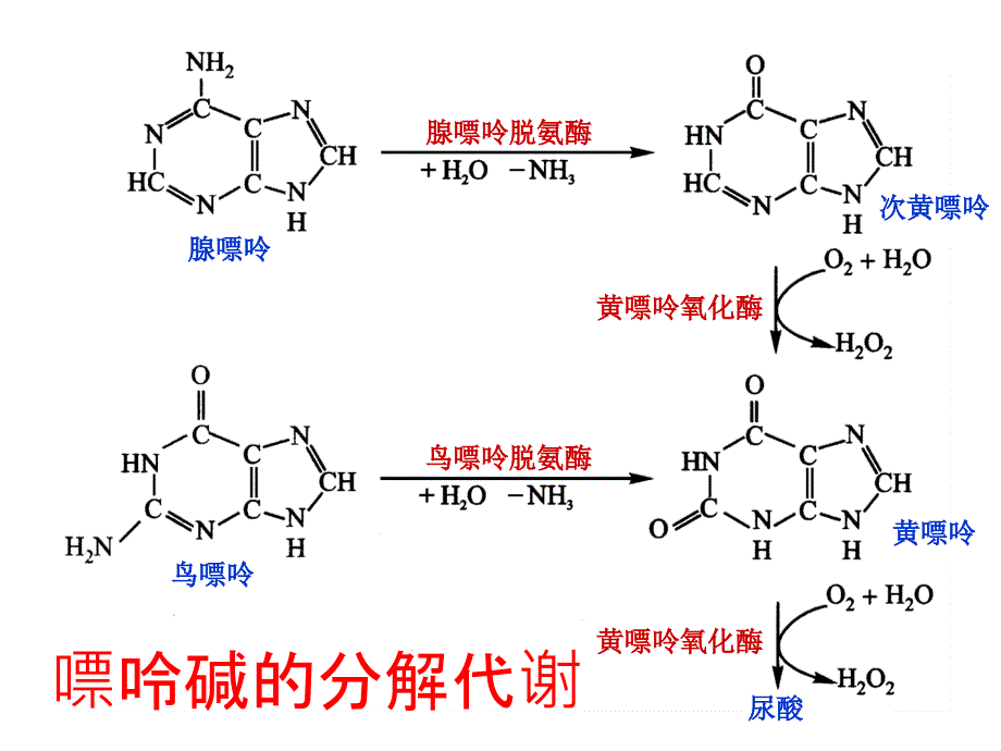 生物化学第33章核酸的降解和核苷酸代谢_第4页