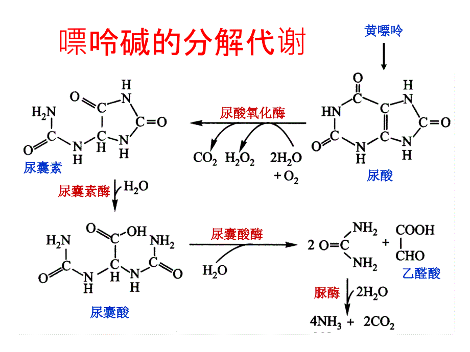 生物化学第33章核酸的降解和核苷酸代谢_第5页