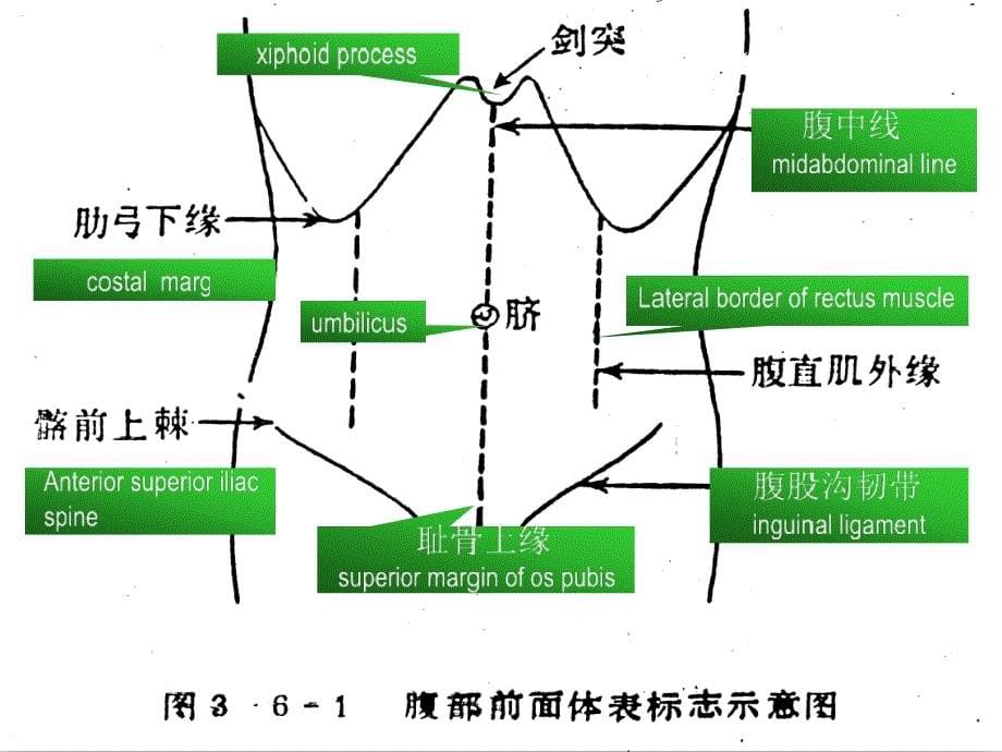 腹部体格检查_第5页