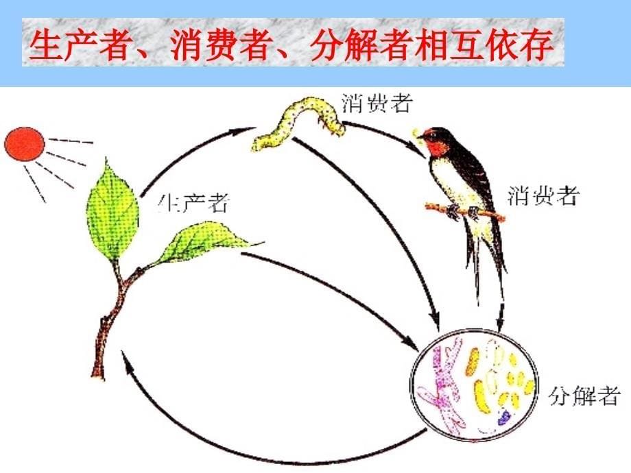 初中生物课件_第5页