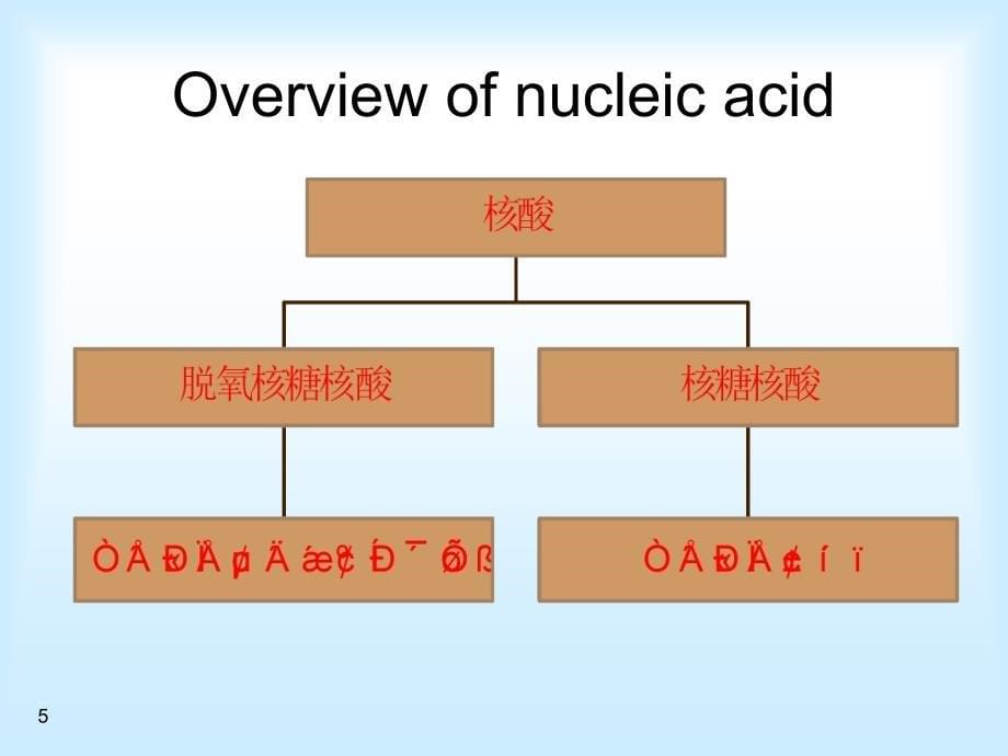 dd核苷酸与核酸_第5页