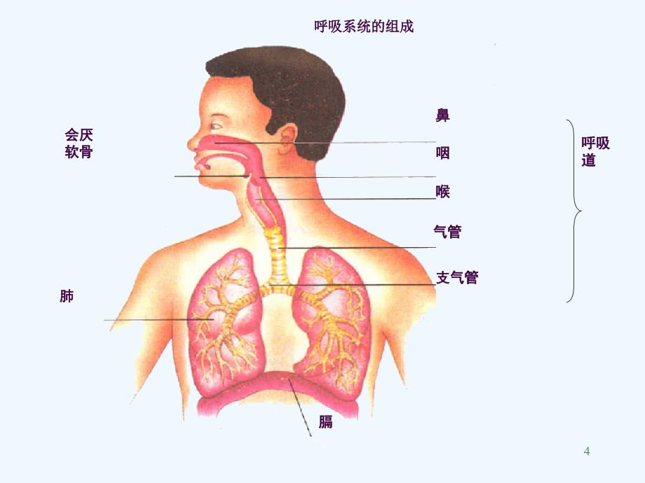 人体的呼吸呼吸道对空气的处理PPppt课件_第4页