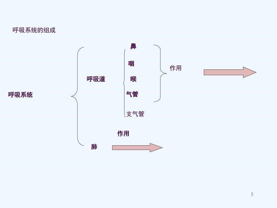 人体的呼吸呼吸道对空气的处理PPppt课件_第5页