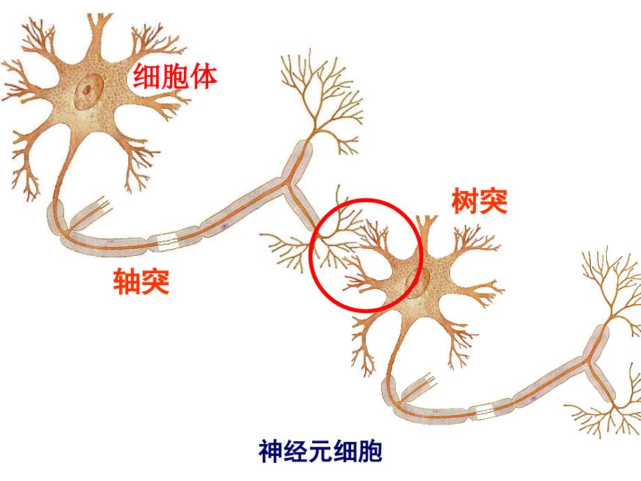 二、神经系统的调节_第1页