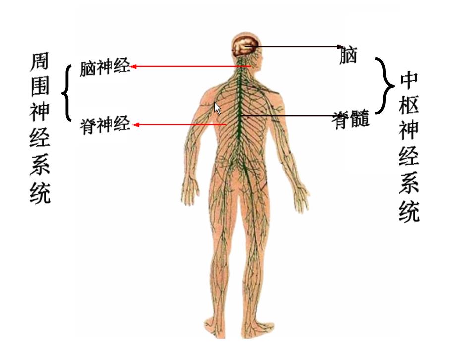 二、神经系统的调节_第2页