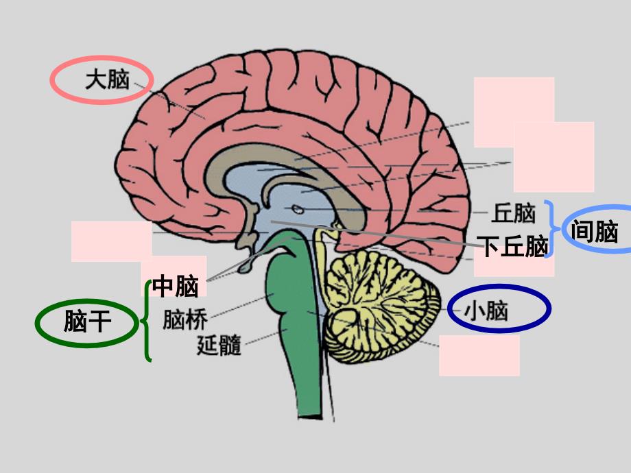 二、神经系统的调节_第3页