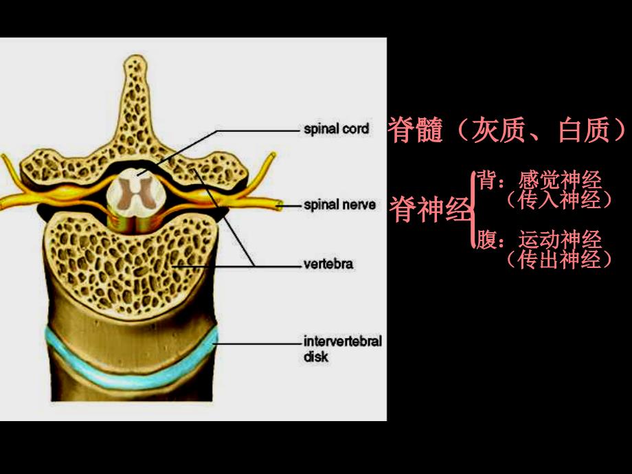 二、神经系统的调节_第4页