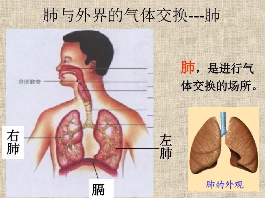 医学专题：发生在肺内的气体交换-2_第5页