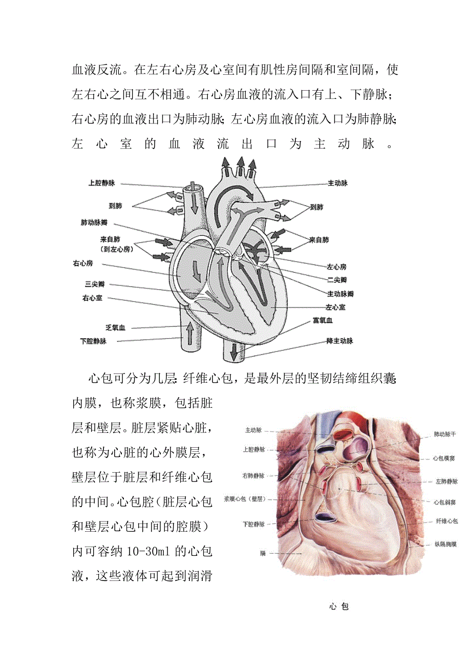 心脏的解剖结构及生理(含彩图)_第2页