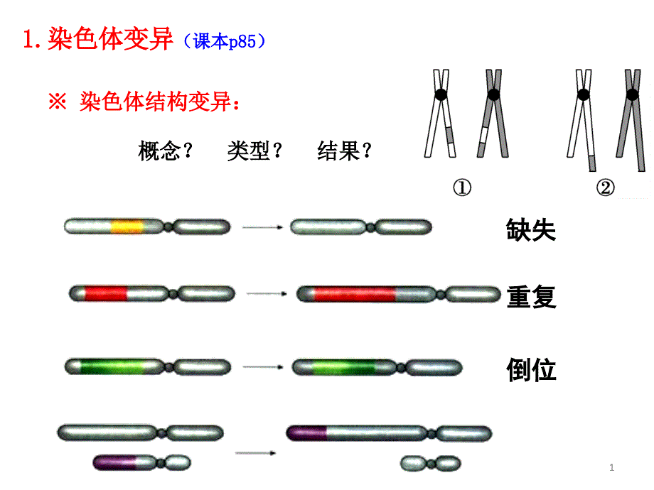 染色体变异与育种_第1页