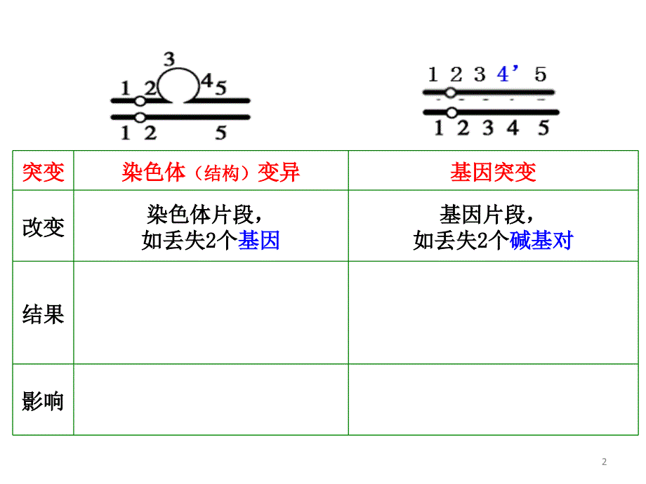 染色体变异与育种_第2页