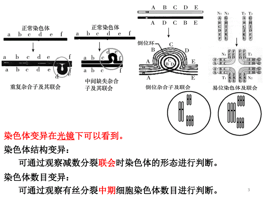 染色体变异与育种_第3页