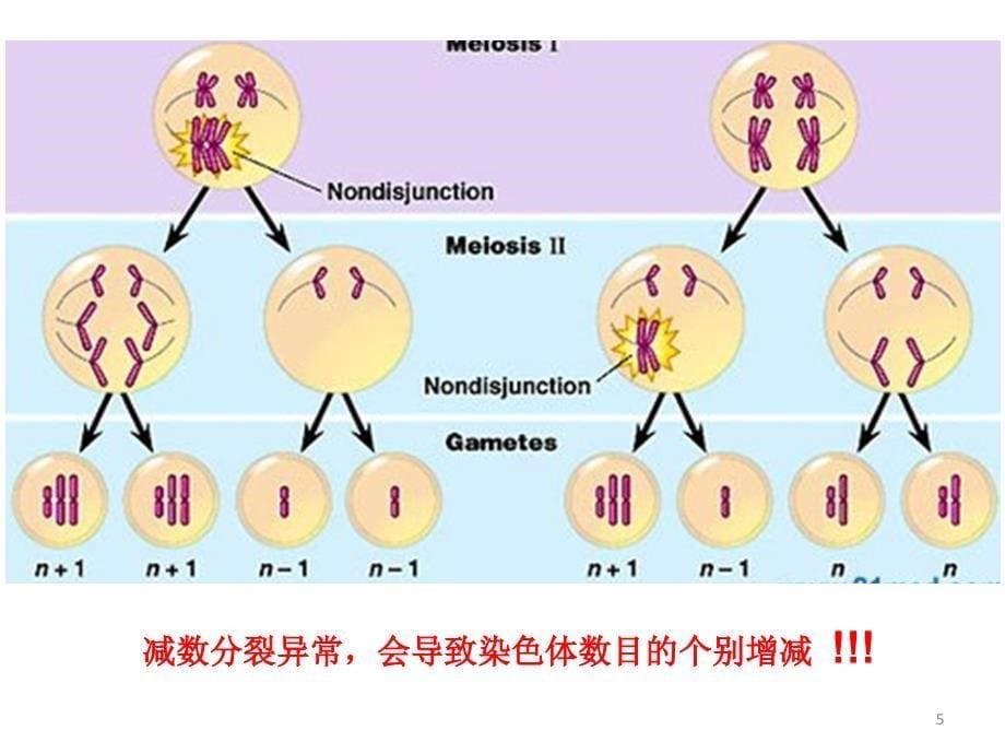 染色体变异与育种_第5页