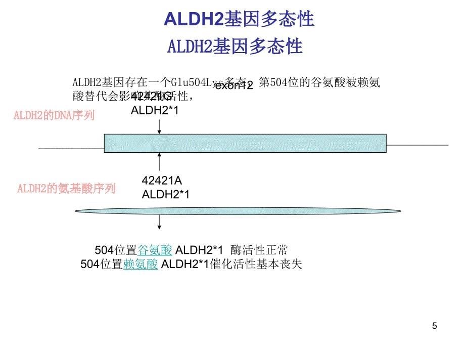 医学课件-ALDH2基因分型与临床应用课件_第5页