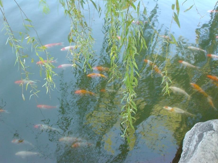 药物分析课件维生素类药物的分析_第1页