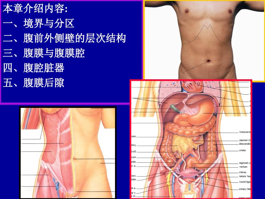 第四章腹部简介(学生用).._第2页