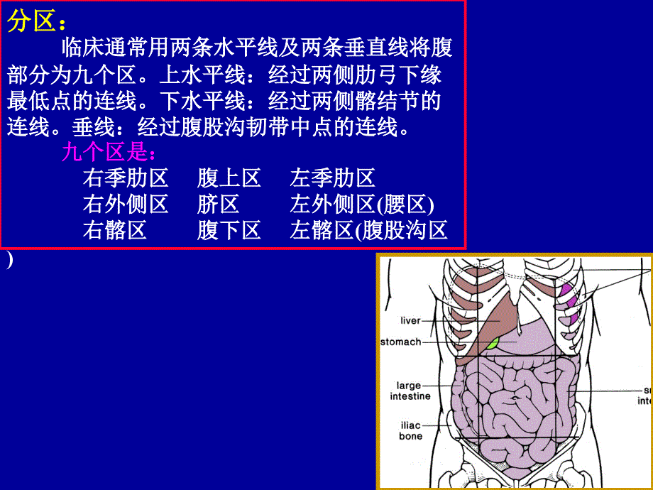 第四章腹部简介(学生用).._第4页