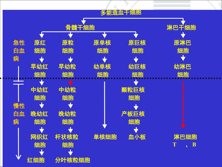 内科学课件：慢性髓细胞白血病_第3页