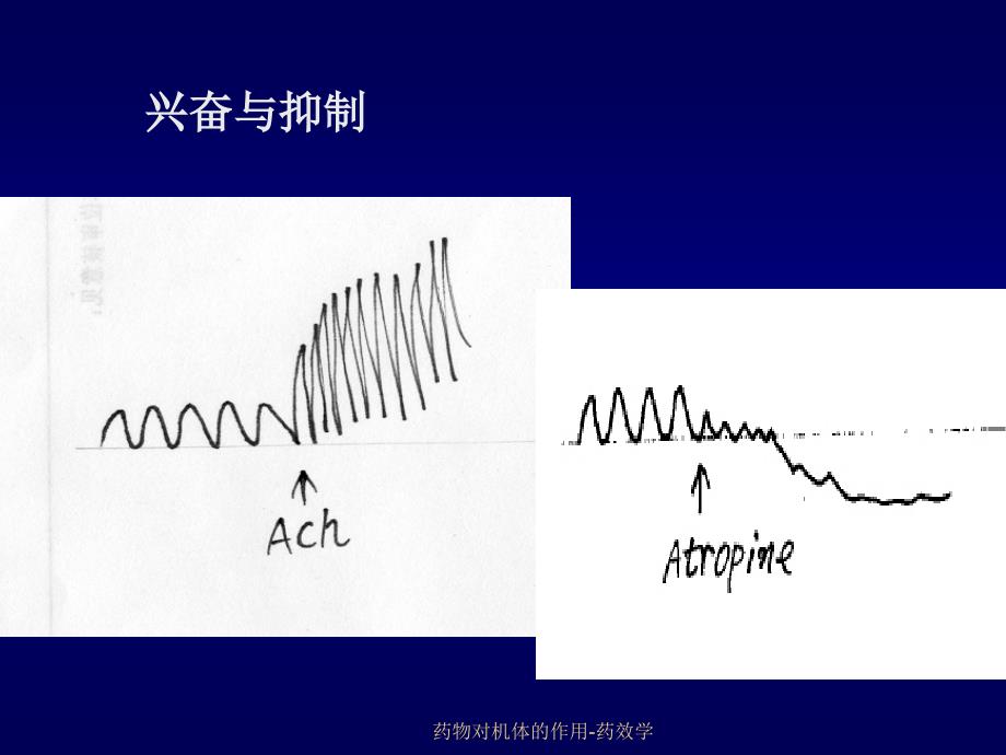 药物对机体的作用药效学课件_第4页