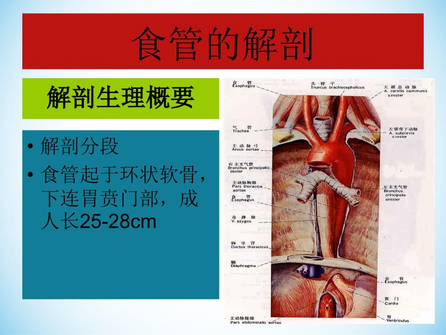 食管癌病人化疗护理ppt课件_第2页