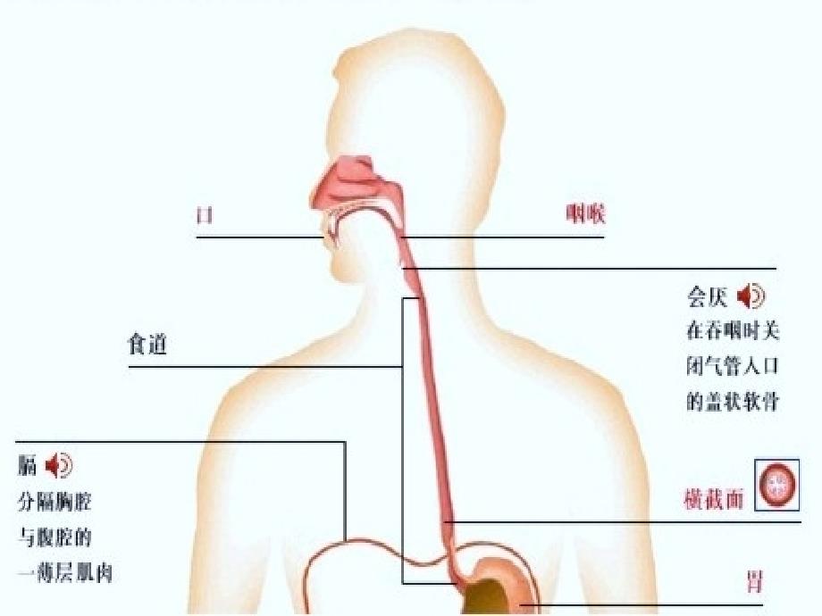 食管癌病人化疗护理ppt课件_第3页